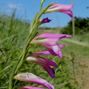 Photographie n°247023 du taxon Gladiolus segetum Ker Gawl. [1804]