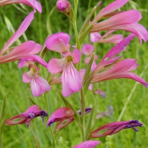 Photographie n°247024 du taxon Gladiolus segetum Ker Gawl. [1804]