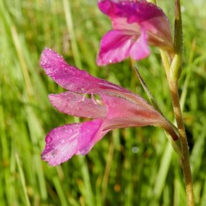 Photographie n°247025 du taxon Gladiolus segetum Ker Gawl. [1804]