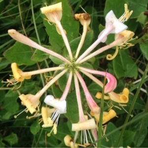 Photographie n°247048 du taxon Lonicera periclymenum L. [1753]