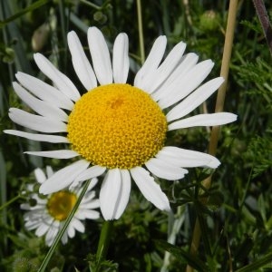 Photographie n°247049 du taxon Leucanthemum vulgare Lam. [1779]