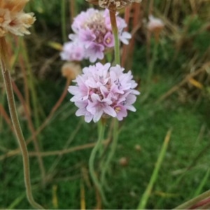 Photographie n°247053 du taxon Armeria alpina Willd. [1809]