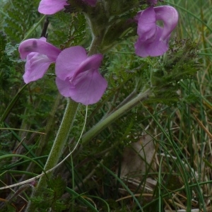 Photographie n°247065 du taxon Pedicularis L.