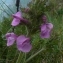  Ans Gorter - Pedicularis L.