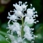  Ans Gorter - Maianthemum bifolium (L.) F.W.Schmidt
