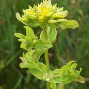 Photographie n°247224 du taxon Hypericum tetrapterum Fr. [1823]