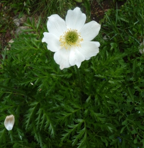 Ans Gorter, le 19 juin 2014 (Lans-en-Vercors (vers le col de l'arc))