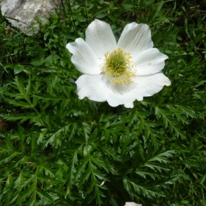  - Pulsatilla alpina subsp. millefoliata (Bertol.) D.M.Moser [2003]