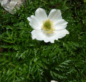 Ans Gorter, le 19 juin 2014 (Lans-en-Vercors (vers le col de l'arc))