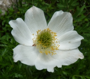 Ans Gorter, le 19 juin 2014 (Lans-en-Vercors (vers le col de l'arc))