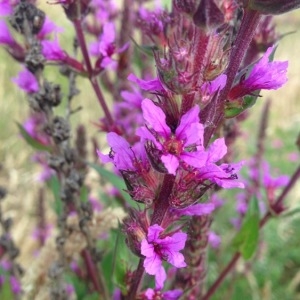 Photographie n°247319 du taxon Lythrum salicaria L.