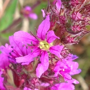 Photographie n°247320 du taxon Lythrum salicaria L.