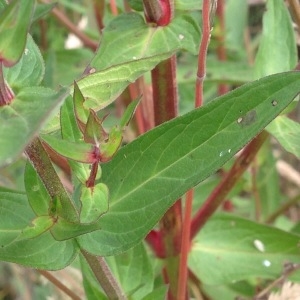 Photographie n°247321 du taxon Lythrum salicaria L.