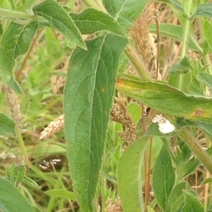 Photographie n°247325 du taxon Epilobium hirsutum L.