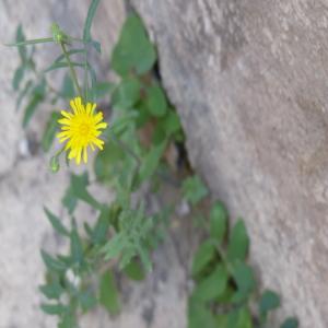 Photographie n°247346 du taxon Sonchus oleraceus L. [1753]