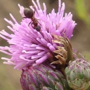 Photographie n°247349 du taxon Cirsium arvense (L.) Scop. [1772]