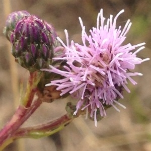Photographie n°247350 du taxon Cirsium arvense (L.) Scop. [1772]