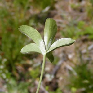 Photographie n°247414 du taxon Alchemilla saxatilis Buser [1891]