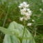  Jean-Claude Calais - Maianthemum bifolium (L.) F.W.Schmidt