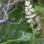  Jean-Claude Calais - Maianthemum bifolium (L.) F.W.Schmidt