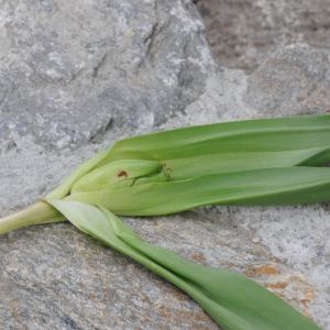 Photographie n°247423 du taxon Colchicum autumnale L. [1753]