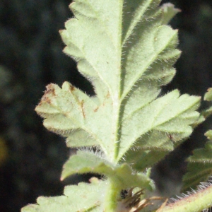 Erodium gruinum (L.) L'Hér. (Bec-de-grue)