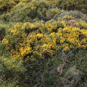 Photographie n°247439 du taxon Genista acanthoclada DC.