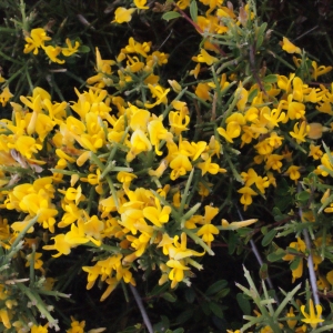 Photographie n°247440 du taxon Genista acanthoclada DC.