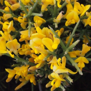 Photographie n°247441 du taxon Genista acanthoclada DC.