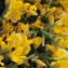  Liliane Roubaudi - Genista acanthoclada DC.