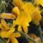  Liliane Roubaudi - Genista acanthoclada DC.