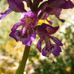 Photographie n°247446 du taxon Orchis x angusticruris Franch. ex Rouy [1912]