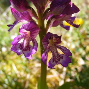 Orchis ×angusticruris Franch. ex Humn. (Orchis)