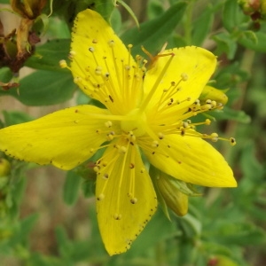 Photographie n°247492 du taxon Hypericum perforatum L. [1753]