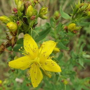 Photographie n°247493 du taxon Hypericum perforatum L. [1753]
