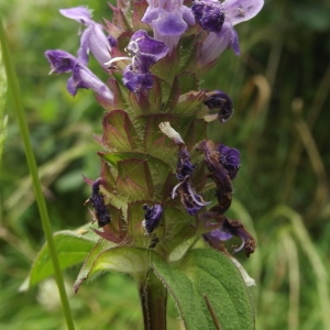 Photographie n°247496 du taxon Prunella vulgaris L. [1753]