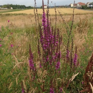 Photographie n°247519 du taxon Lythrum salicaria L. [1753]