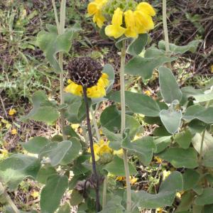 Photographie n°247540 du taxon Phlomis fruticosa L. [1753]