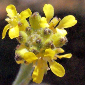 Photographie n°247596 du taxon Sisymbrium officinale (L.) Scop. [1772]