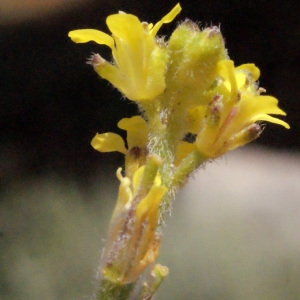 Photographie n°247598 du taxon Sisymbrium officinale (L.) Scop. [1772]