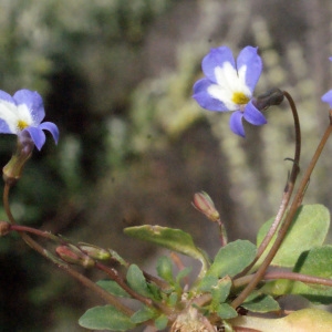 Photographie n°247613 du taxon Solenopsis minuta (L.) C.Presl [1836]