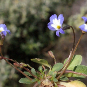 Photographie n°247615 du taxon Solenopsis minuta (L.) C.Presl [1836]