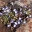  Liliane Roubaudi - Solenopsis minuta (L.) C.Presl [1836]