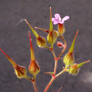 Photographie n°247623 du taxon Geranium robertianum L. [1753]