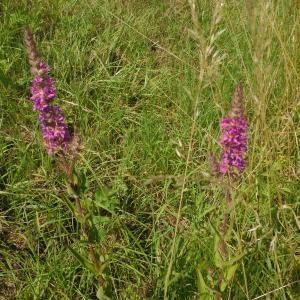 Photographie n°247634 du taxon Lythrum salicaria L.