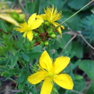 Photographie n°247635 du taxon Hypericum perforatum L. [1753]
