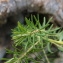  pierre germaine - Euphorbia cyparissias L. [1753]