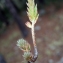  Liliane Roubaudi - Sedum sediforme (Jacq.) Pau