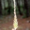  Liliane Roubaudi - Sedum sediforme (Jacq.) Pau