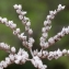  Liliane Roubaudi - Sedum sediforme (Jacq.) Pau